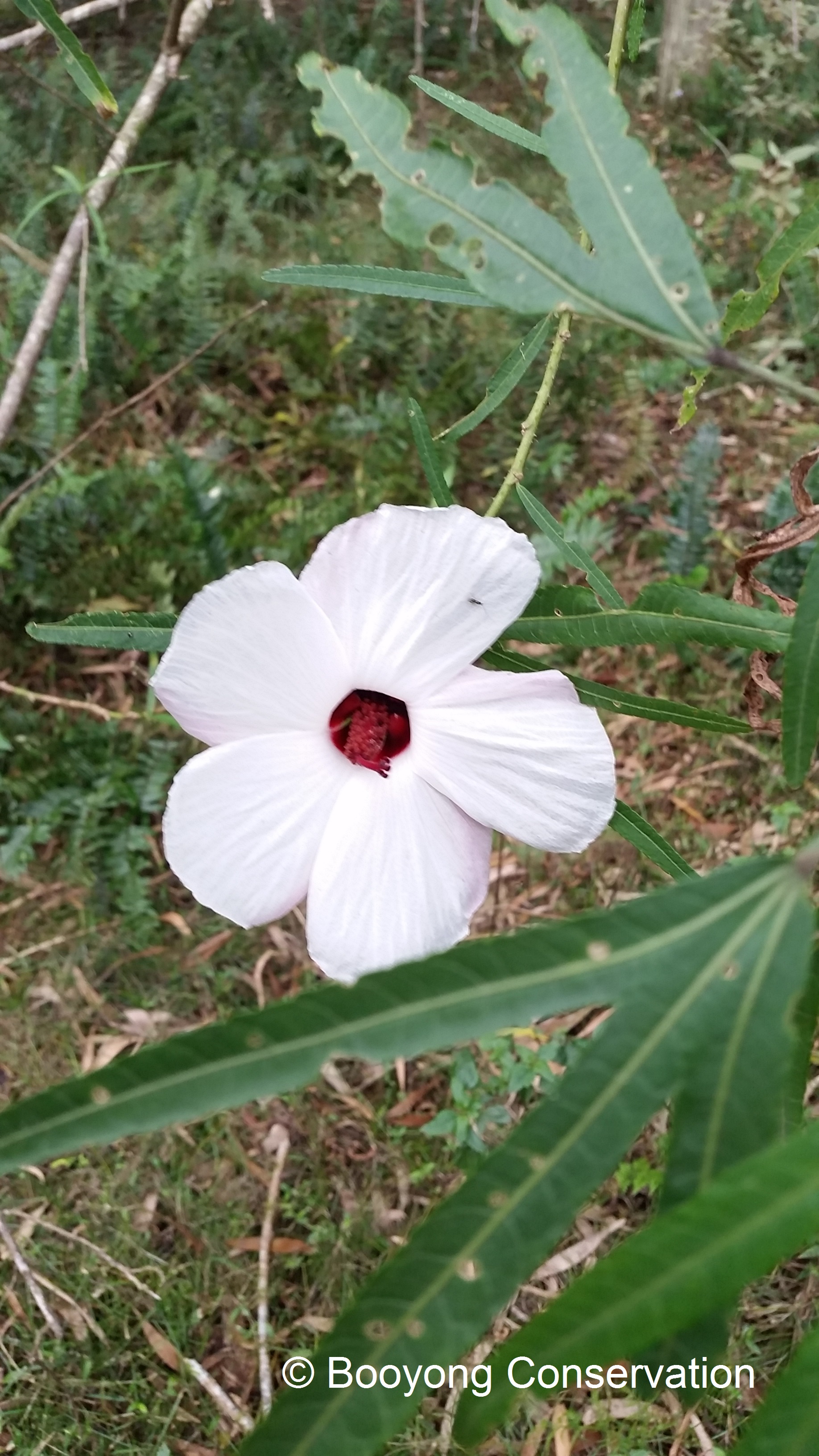 Native Hibiscus Plant