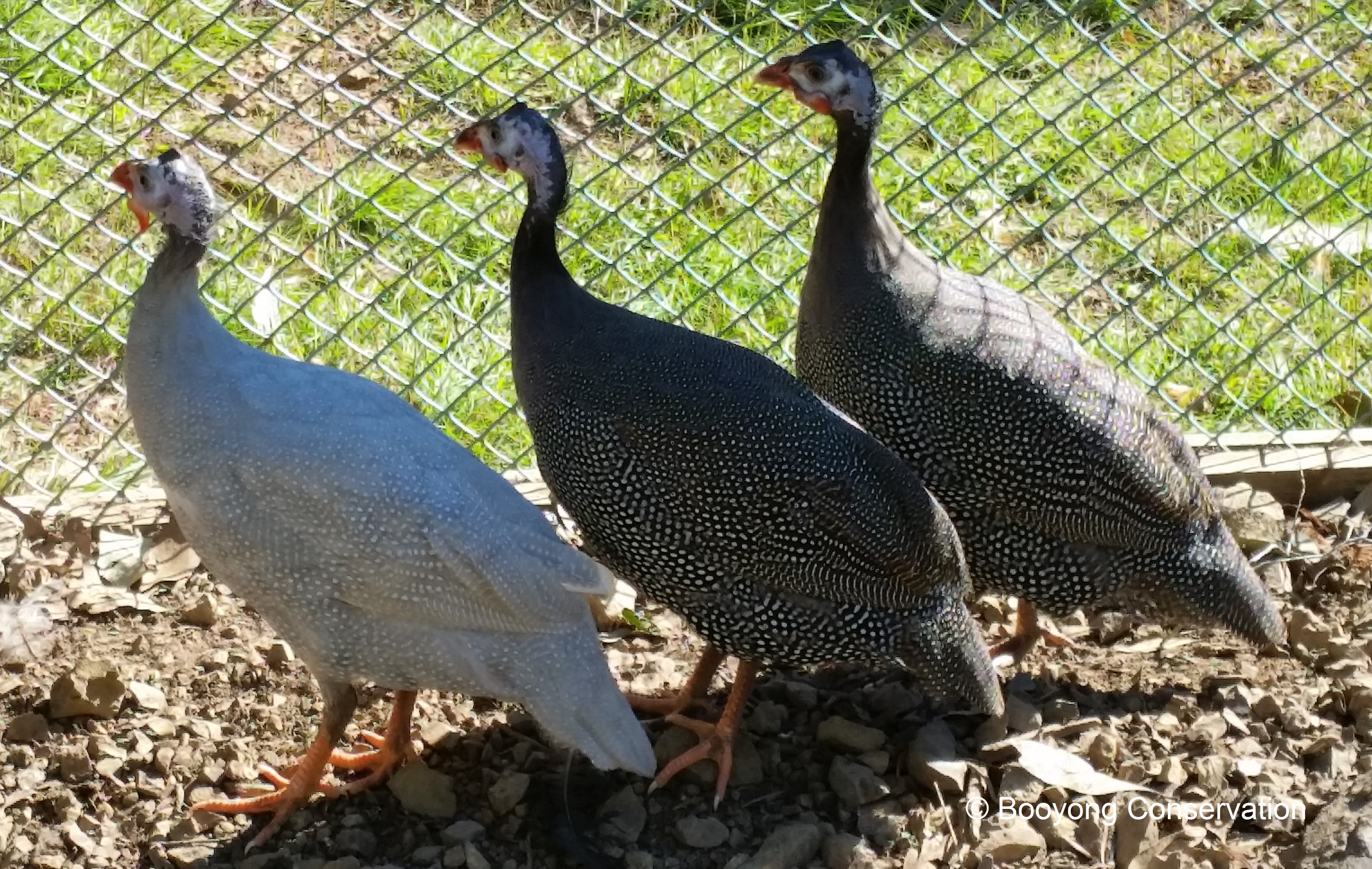 GUINEA FOWL