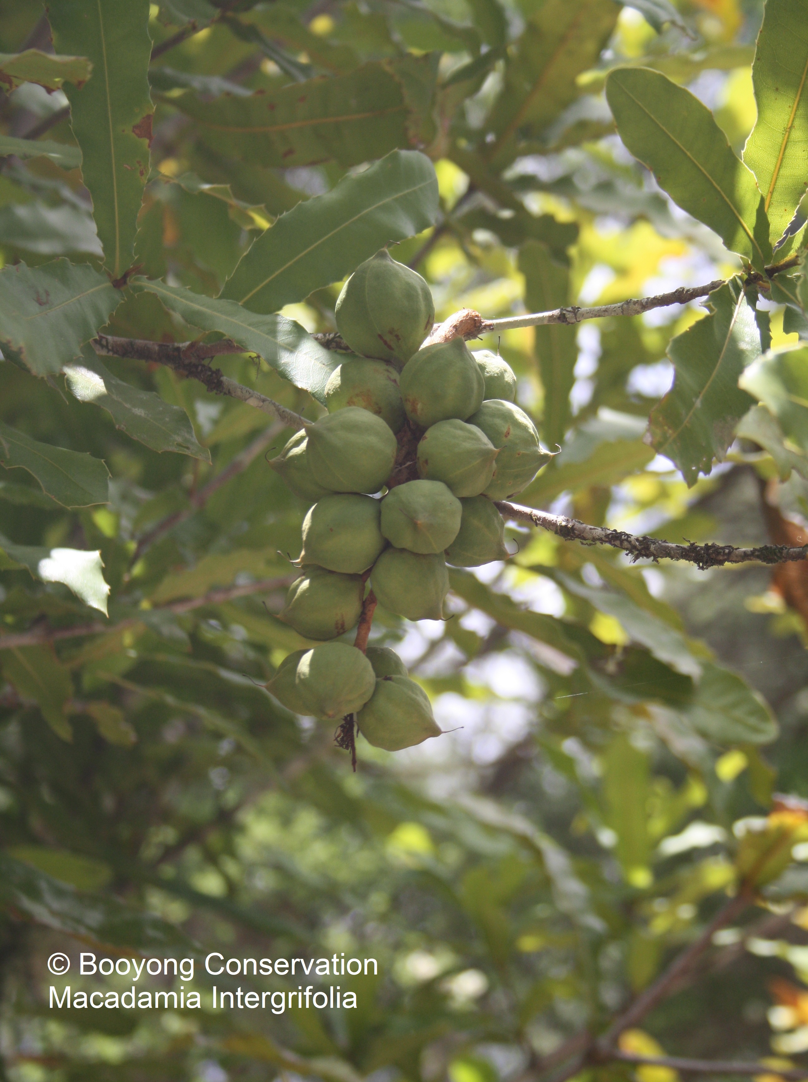 Where do macadamia nuts grow discount