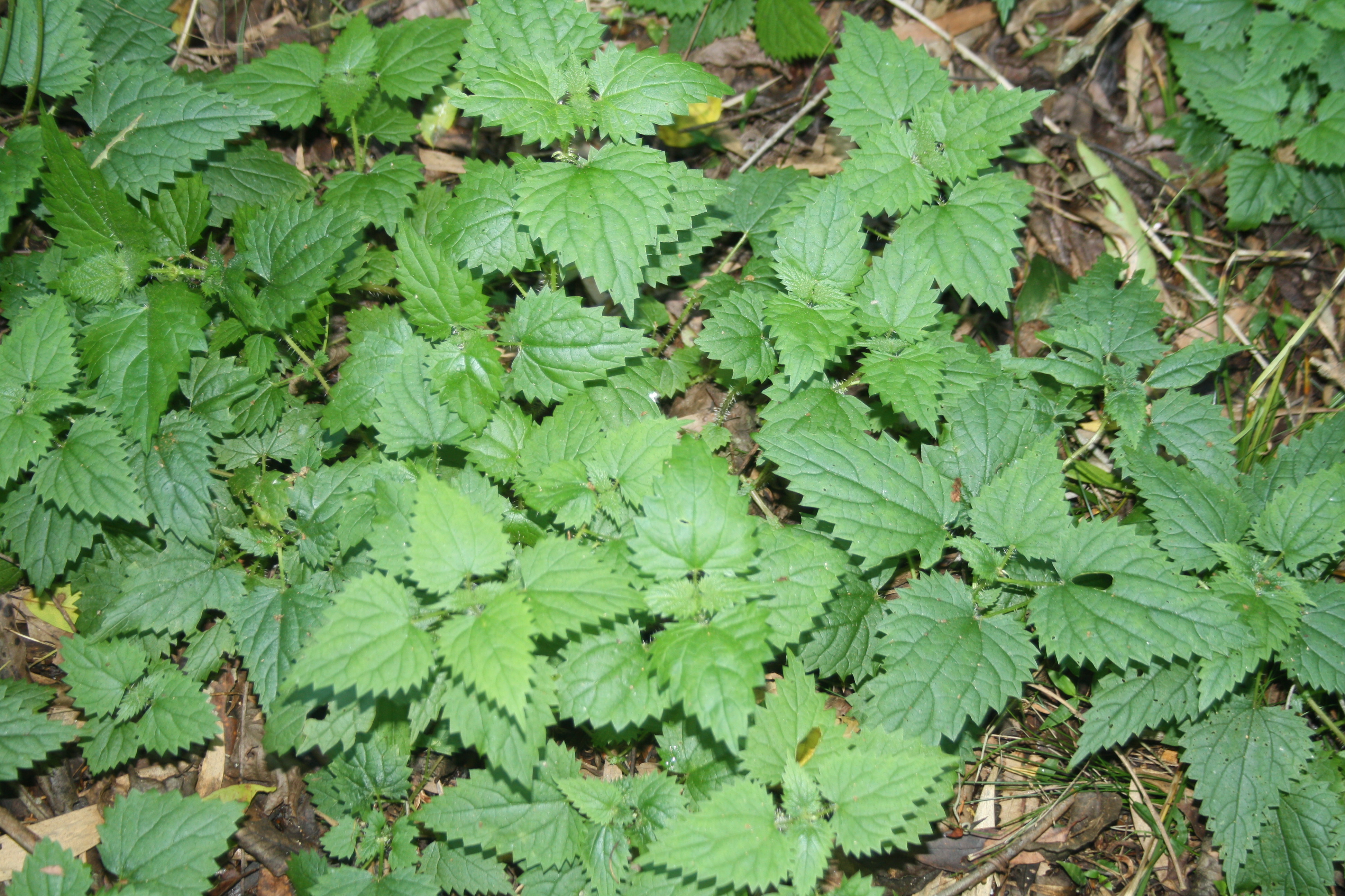 Stinging Nettle Plant — Honey's Harvest Farm