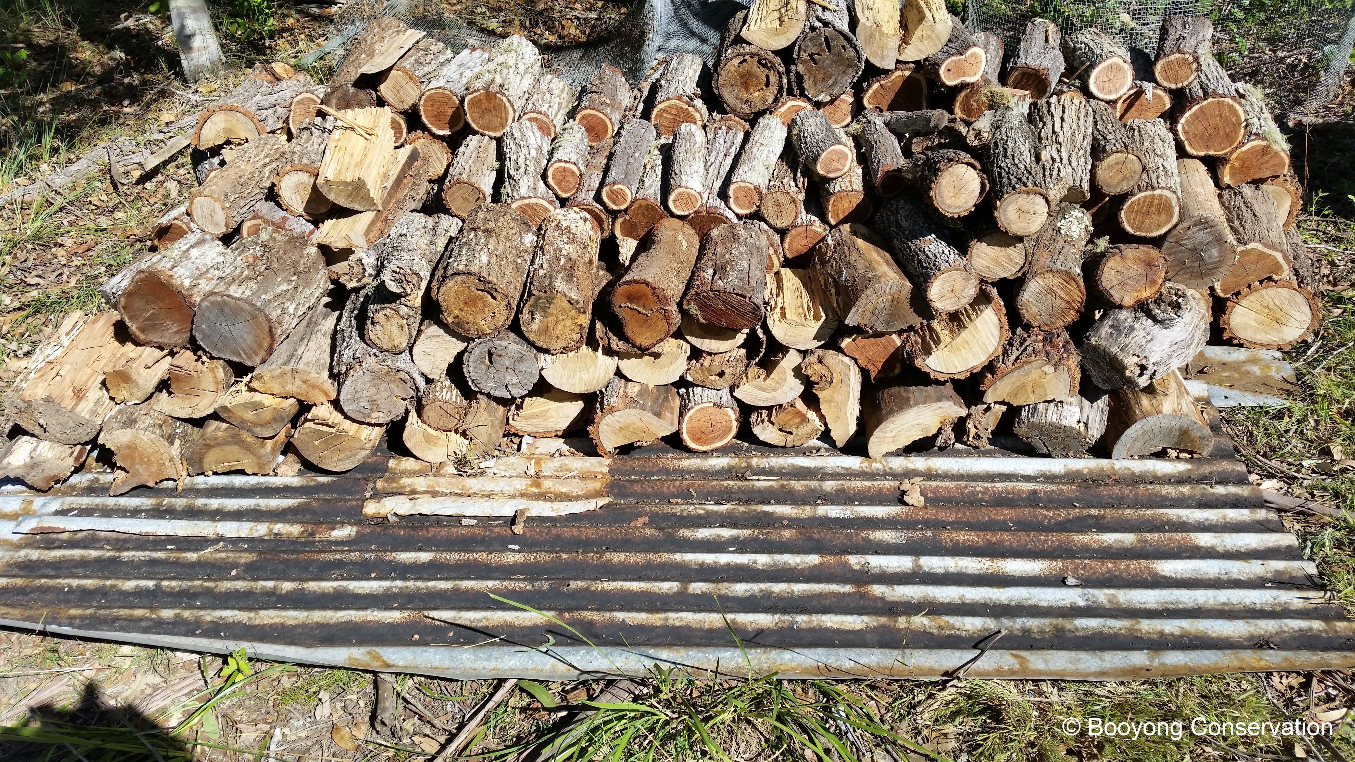 Firewood