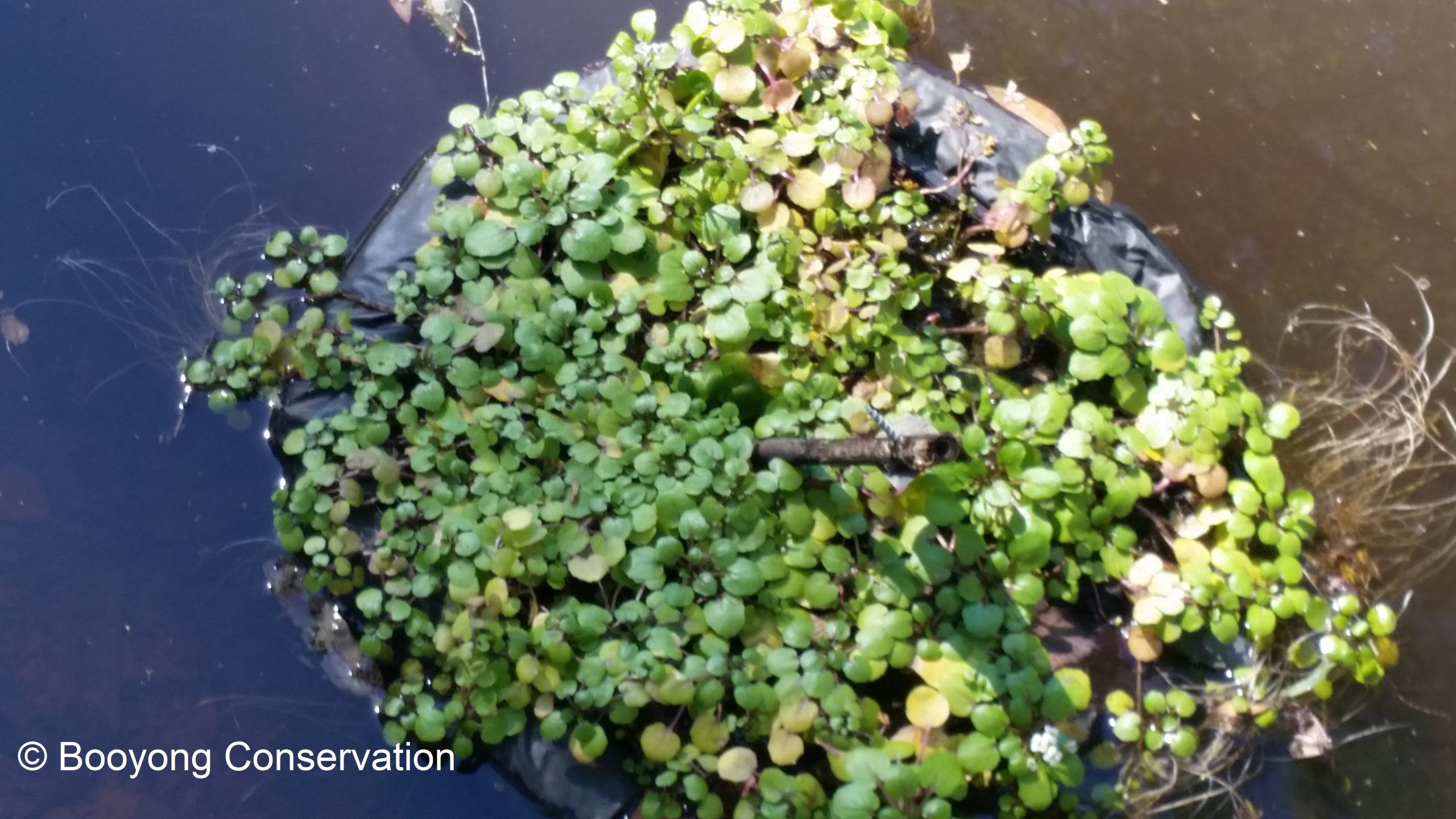 Watercress