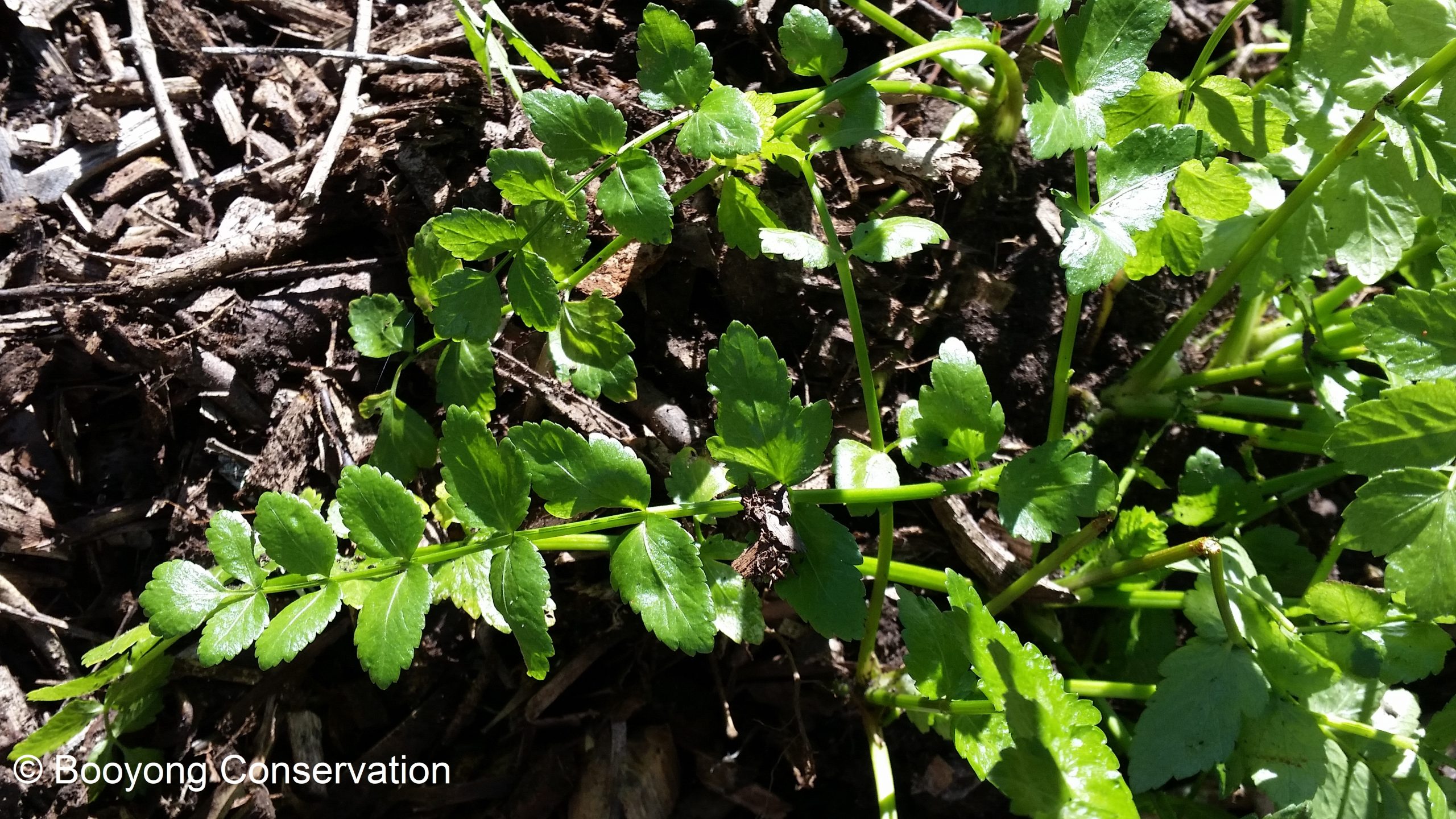 Land Cress Cultivation - What Is Upland Cress And How To Grow It