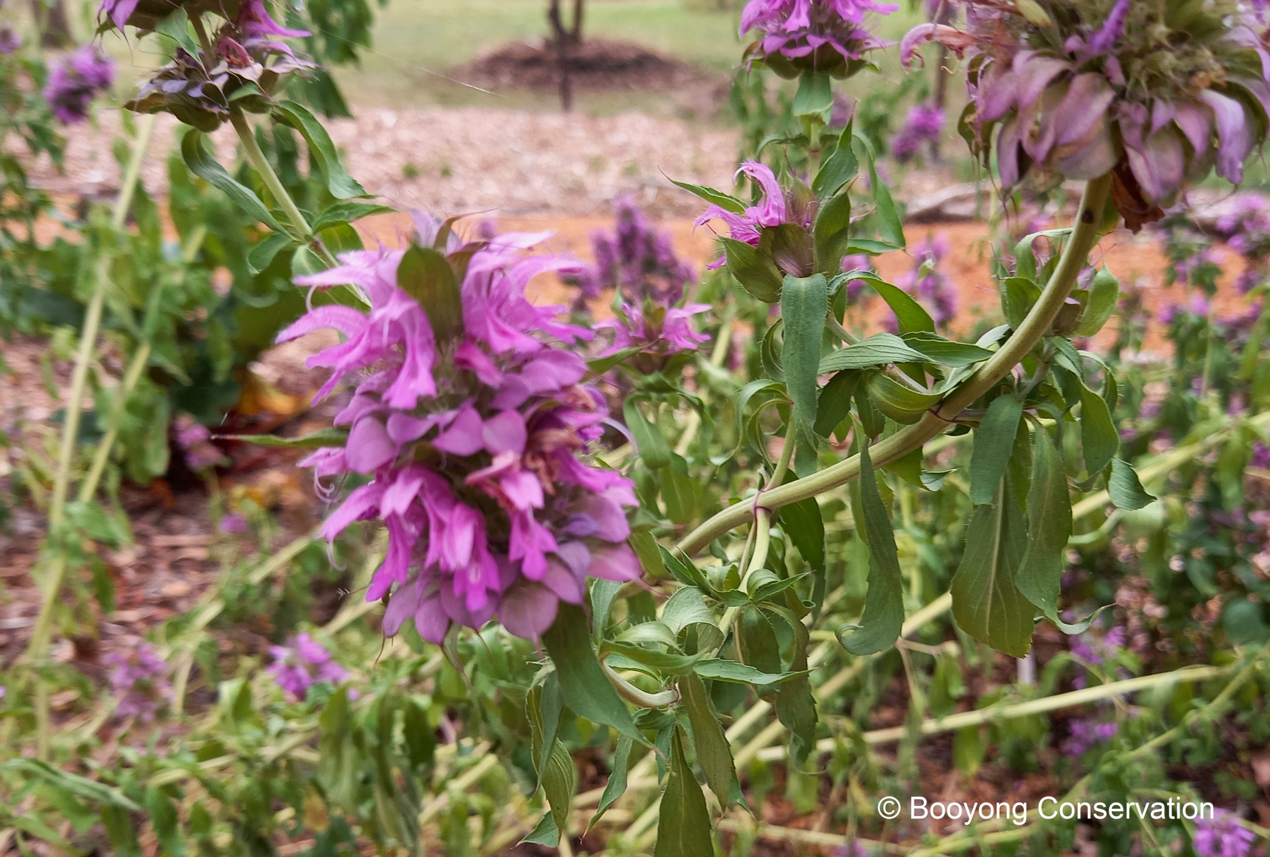 Bergamot Lemon Mint (2)