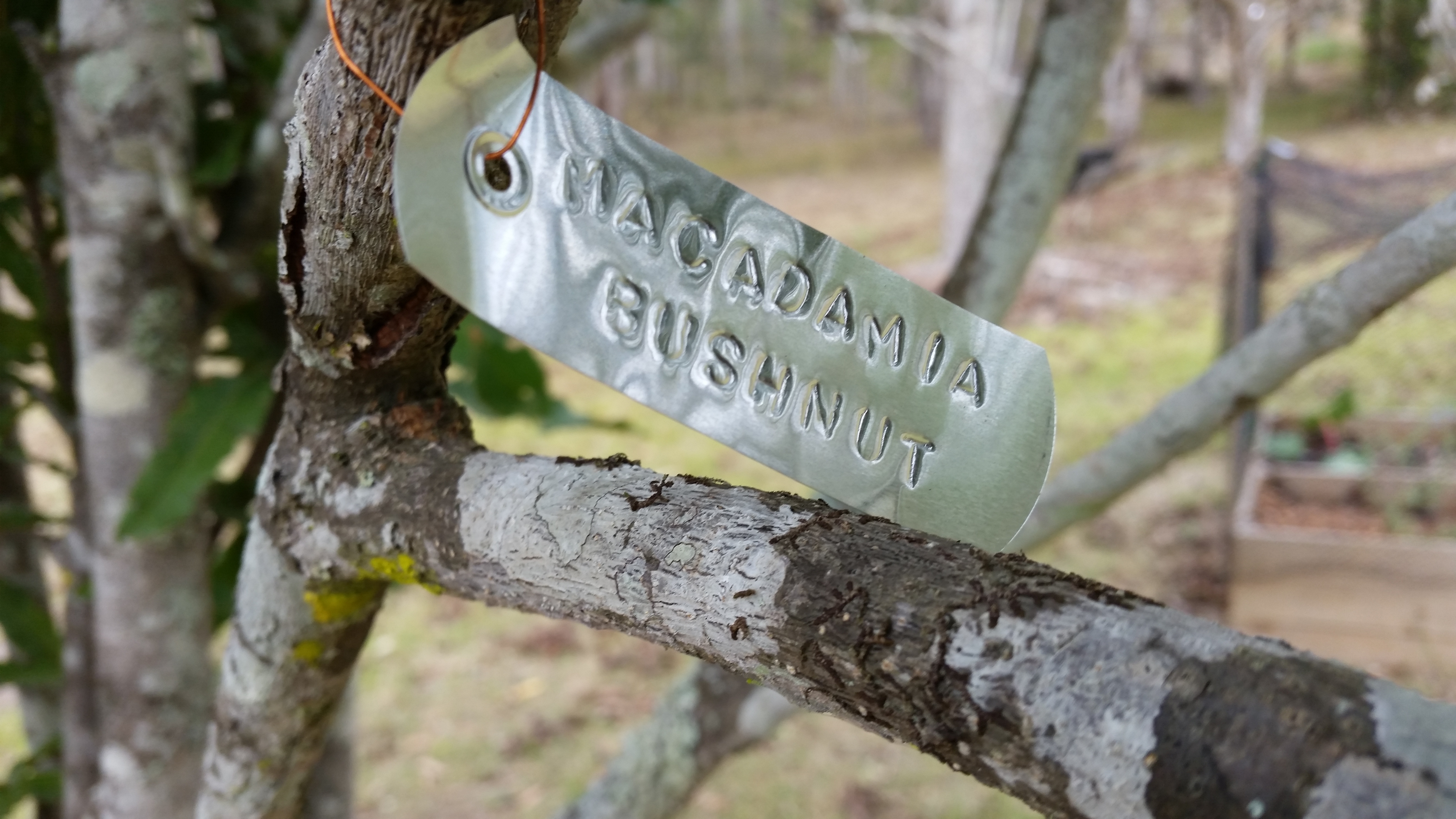 Identifying fruit trees